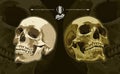 Two Anatomic Vector Skulls