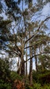 Two ancient and giant trees