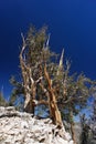 Two ancient Great Basin Bristlecone Pine trees cling to bare rock in the White Mountains of California. Royalty Free Stock Photo