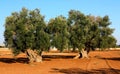 Two ancient olive trees in Italy