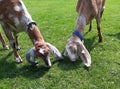 Two Anglo Nubian Goats eating grass.