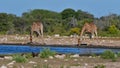 Two angolan giraffes drinking water with spread legs at Namutoni waterhole in Etosha National Park, Namibia. Royalty Free Stock Photo