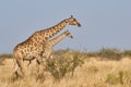 Angolan giraffes walk in Savanna at Etosha national park, Namibia Royalty Free Stock Photo