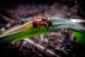 Two angry ants macro shot Royalty Free Stock Photo