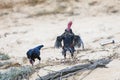 Two black roosters fight on sandy ground Royalty Free Stock Photo