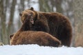 Two angry brown bear fight in winter forest. Danger animal in nature habitat. Big mammal. Wildlife scene Royalty Free Stock Photo