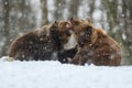 Two angry brown bear fight in winter forest. Danger animal in nature habitat. Big mammal. Wildlife scene Royalty Free Stock Photo