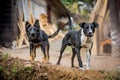 Two angry guard dogs Royalty Free Stock Photo