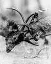 Two angry male Sambar deer in action fighting with their big long horns or antlers showing dominance at ranthambore national park