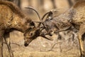 Two angry male Sambar deer in action fighting with their big long horns showing dominance at ranthambore national park or tiger