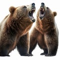 Two angry scary brown bears growl at each other on a white background close-up