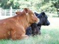 Two Angus beef cattle and calf lying in shade Royalty Free Stock Photo