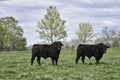 Two Angus bulls in lush clover pasture