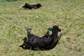 Two Angus calves lassoed during a roundup