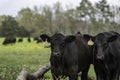 Two Angus calves in springtime