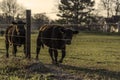 Two Angus heifers along a barbed wire fenceline Royalty Free Stock Photo