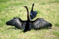 Two Anhingas in love dance Royalty Free Stock Photo