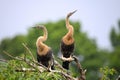 Two anhingas perched on branches against a blurred green background. Royalty Free Stock Photo