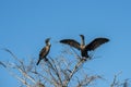 Two Anhingas sitting in a barren tree in the Florida everglades Royalty Free Stock Photo