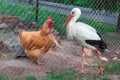 Domestic hen, wild stork bird standing across rabitsa grid fence Royalty Free Stock Photo