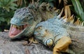 Two animal fight , green iguana / American iguana