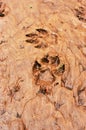 Two animal footprints in a muddy ground Royalty Free Stock Photo