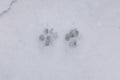 Two pawprints in the snow.