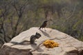 Two animals are eat Indian sweet dish jarda Royalty Free Stock Photo