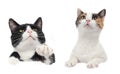 A full-length black and white cat sits, looks up and pulls its paw up; a three-color cat, a bust portrait with paws, looks into th Royalty Free Stock Photo