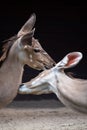 two animals kissing Royalty Free Stock Photo