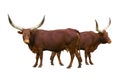 two Ankole Watusi Longhorn isolated on white background Royalty Free Stock Photo