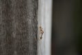 Two ant walk and conversation on wooden board