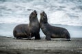 Two Antarctic fur seals playing on beach Royalty Free Stock Photo