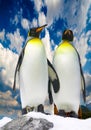 Two antarctic penguins