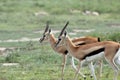 Two antelope in The Great Serengeti Migration Royalty Free Stock Photo