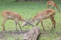 Two antelopes fight by relying on the strength of their horns.