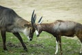 Two antelopes fighting