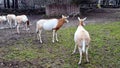 Two antelopes grappled with their horns in the park.