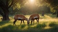 Two Beautiful Roan Antelopes Grazing Peacefully in the Golden Light of the African Savanna Royalty Free Stock Photo