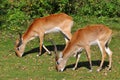 Two antelopes kafue lechwe on pasture Royalty Free Stock Photo