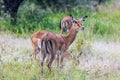 two antelopes standing in tall grass together on the savannah Royalty Free Stock Photo