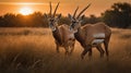Two Majestic Roan Antelopes Standing in Golden Field at Picturesque Sunset Royalty Free Stock Photo