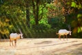 Two antelopes in zoo of Jardin des Plantes  Paris Royalty Free Stock Photo