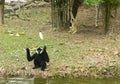 Two anthropoid apes Gibbon play on a small island