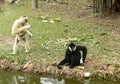 Two anthropoid apes Gibbon play on a small island