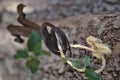 Two antique skeleton keys hanging from a tree Royalty Free Stock Photo