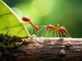 Two ants on the branch and leaf, close up shot