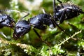 Two ants conspiracy on grass Royalty Free Stock Photo