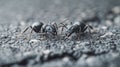 Two ants face off on dark ground Royalty Free Stock Photo