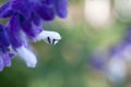 Two Ants on a feathery flower